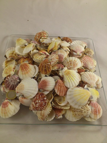 Pecten Vexillum 3-6 cm 1 kg.